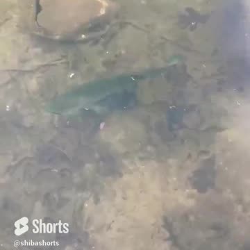 He wanted to eat all the things in the water