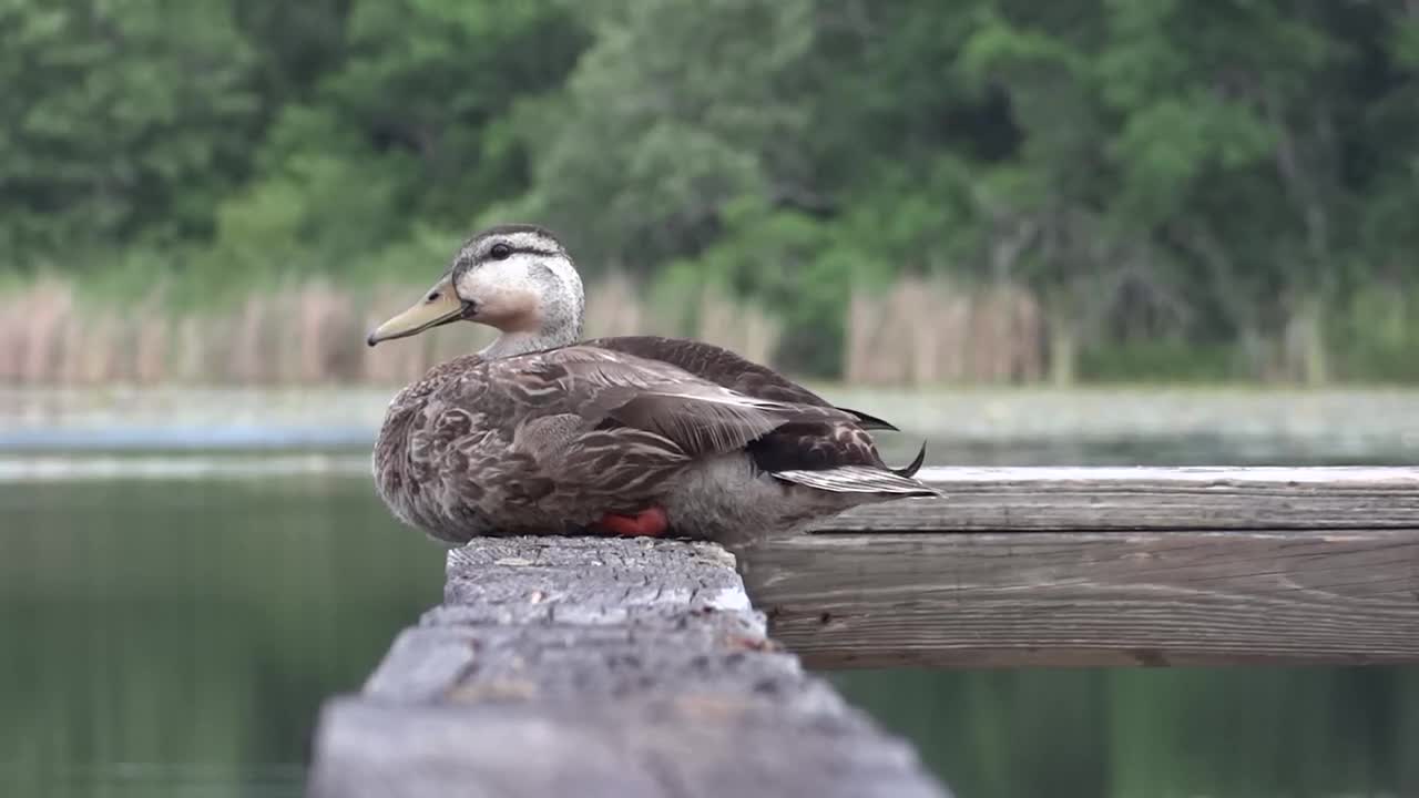 duck doing yoga
