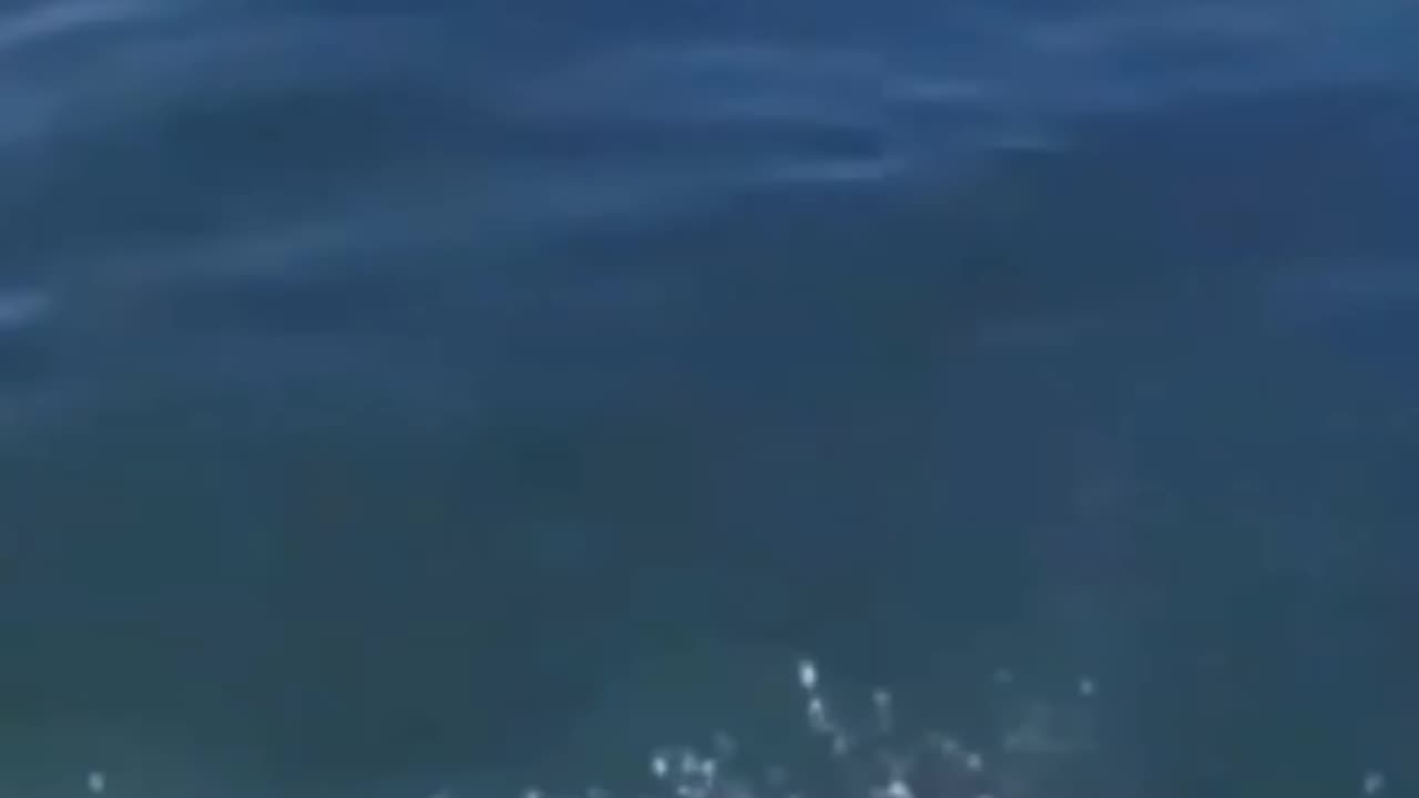 Popular funniest animals videos
