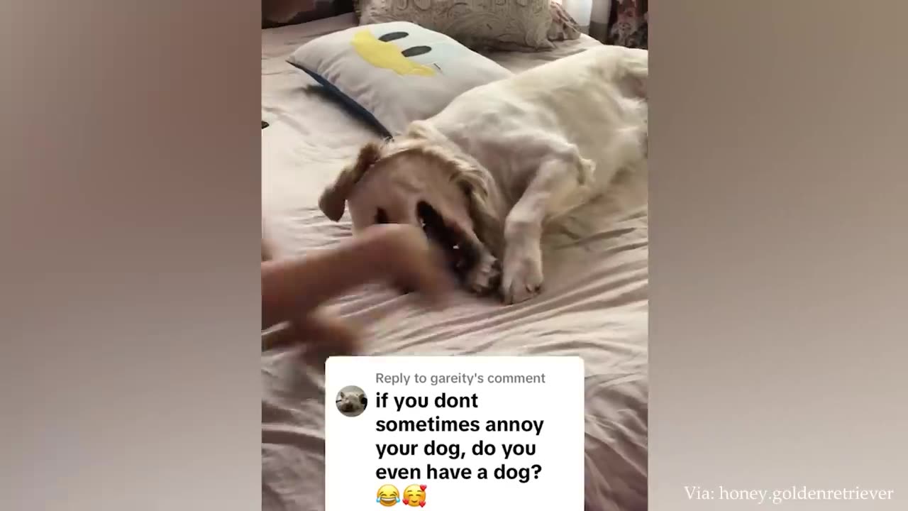 The Best Funny Animal Video of the Week