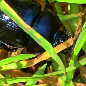 Dung beetle in close-up / beautiful insect in the grass.