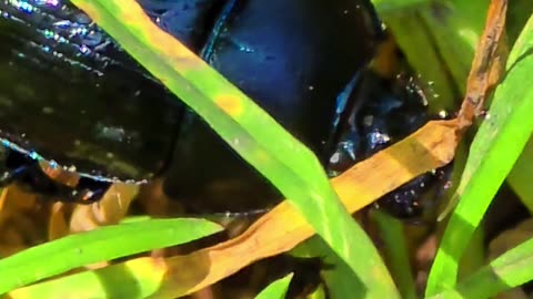 Dung beetle in close-up / beautiful insect in the grass.