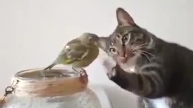 Cat and Bird are FRIENDS?!