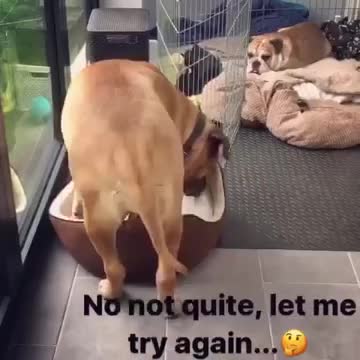 Perro lucha por caber en una pequeña cama para cachorros