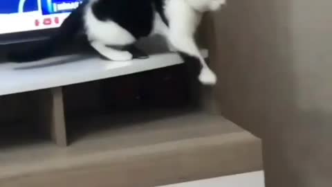 Funny cat video