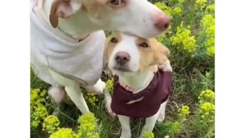 The Craziest Animal Expressions Ever! 🐵🤣