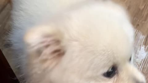 A cute puppy in the restaurant