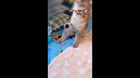 Funniest Animals 2023 😂 / Funniest Cats and Dogs 😺🐶 / Part 45 / Happyy Pett