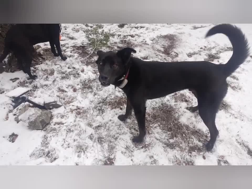 Roxanne and Bowie's first snow and Cloudcroft, New Mexico