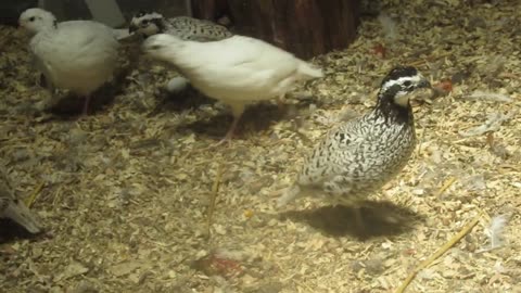 Roulroul partridge (4)