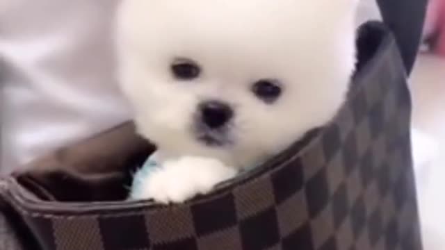 White cute baby puppy