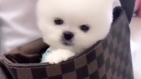 White cute baby puppy