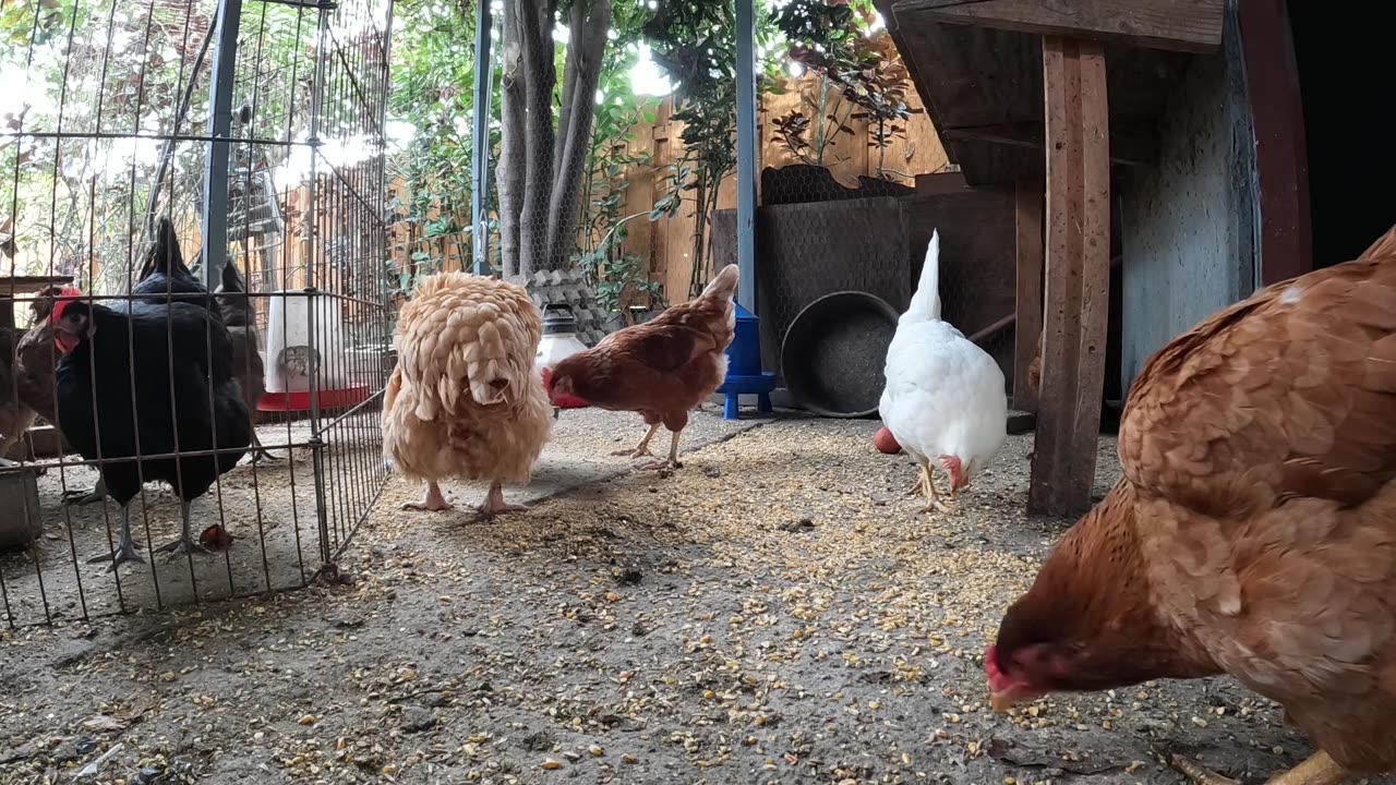 Backyard Chickens Fun Relaxing Video Sounds Noises Hens Roosters!