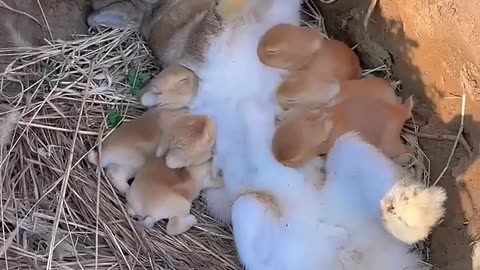 Listen to the sound of the little rabbit sucking milk and be cute. Rabbit. Cute little pastoral pet