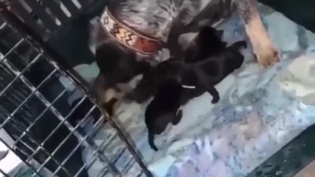#puppies Get Back with your brother and sister