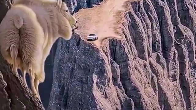 How does the sheep get up in the middle of the cliff?