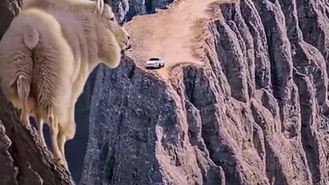How does the sheep get up in the middle of the cliff?
