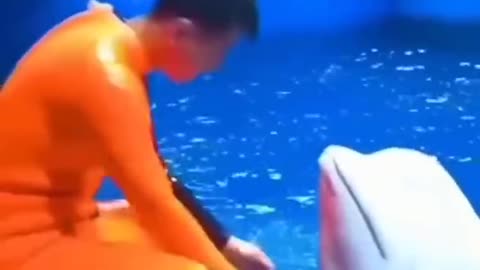 Amazing dolphin 🐬
