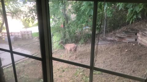 Backyard deer Springville UT