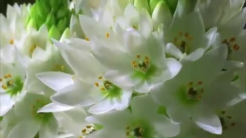 Beautiful Flower Nature Whatsapp Status Video Power of nature