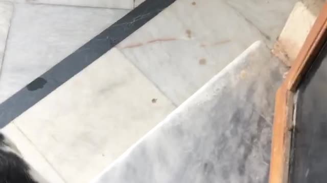 Stray Cat was hungry
