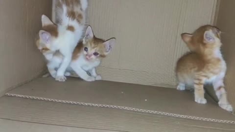 newborn kitten