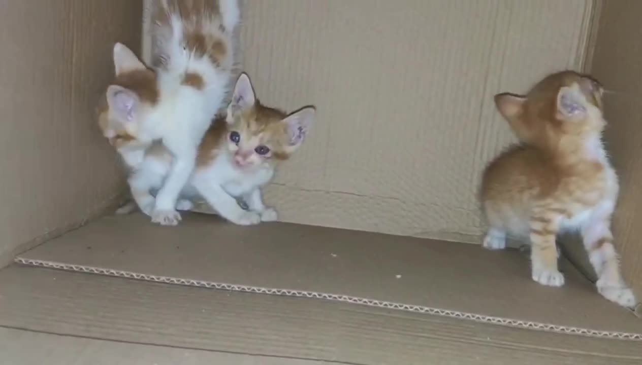 newborn kitten