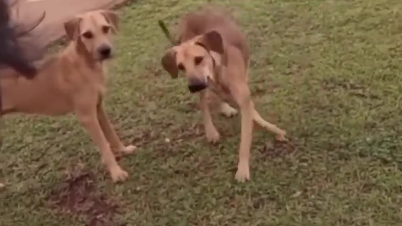 Entertainment with your pets