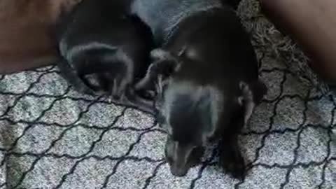 Dog bath time