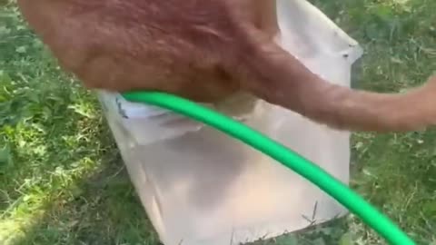 Funny dogs to make your day better