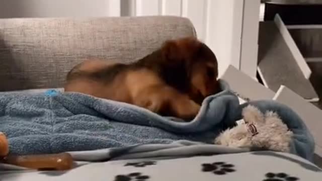 So 🐶dogs apparently don't like this sound #cute dog #funny😁video #shorts