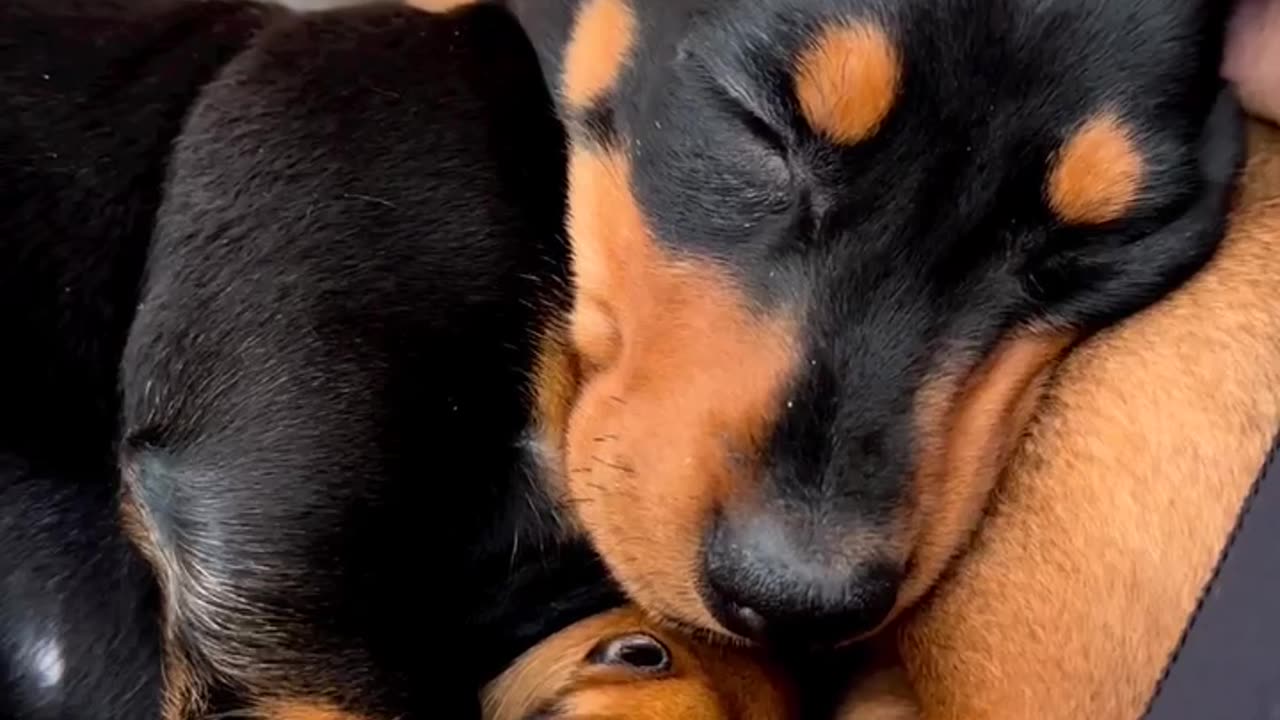 TRY NOT TO LAUGH 😆 Best Funny Videos Compilation 😂😁😆