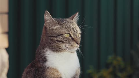 28s Short Cat video
