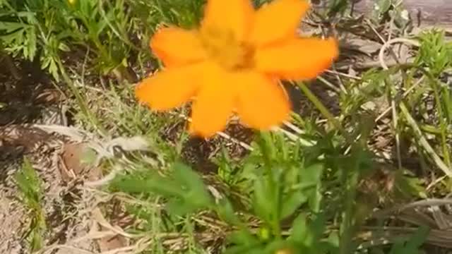 wildflowers under the stone