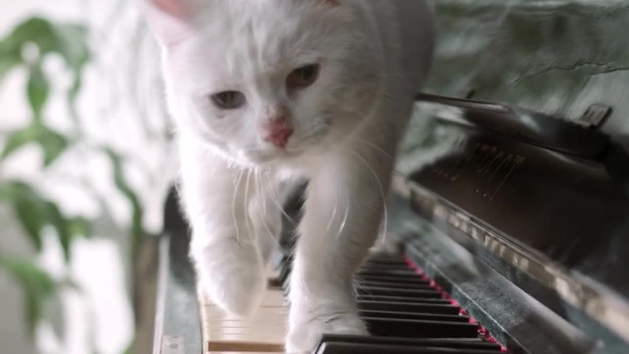 A Cat Walking Over The Piano