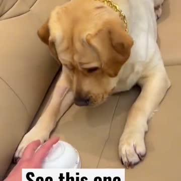 The dog trying to guess the food