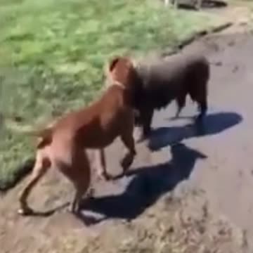 Kittens & Pups-Cutest 2021-Hilariously Cute 7