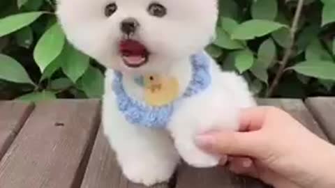 Mini Cute Pomeranian Boo Dog