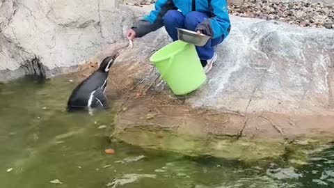 The penguin