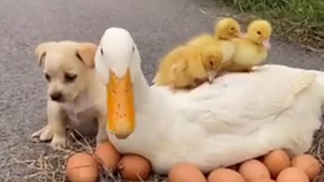 Funny Animal Videos - Awesome Funny Pet Animals | Cute Animals | Super Funny Dog Videos