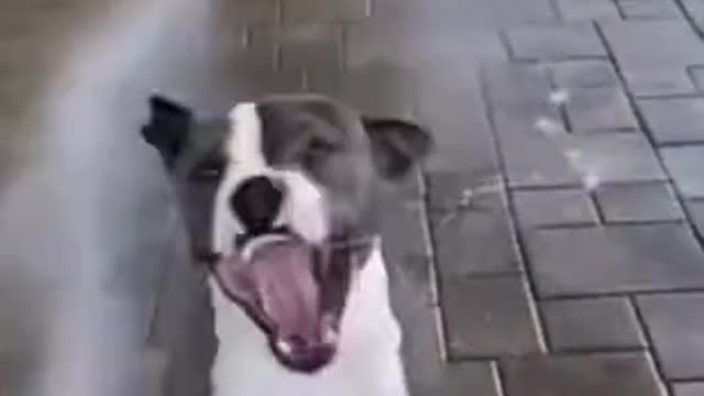 Two dogs are having fun with water in summer