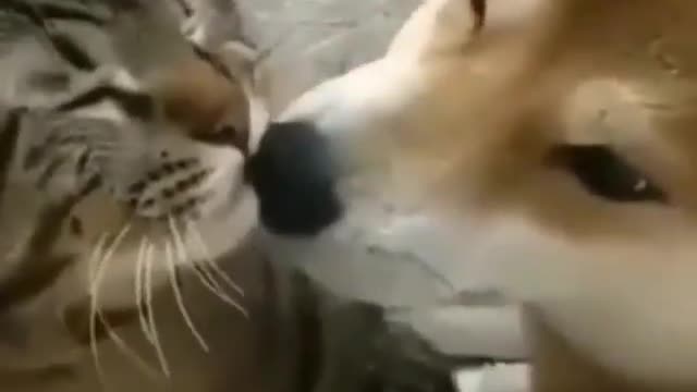 These lovely dog and cat are really love to each other