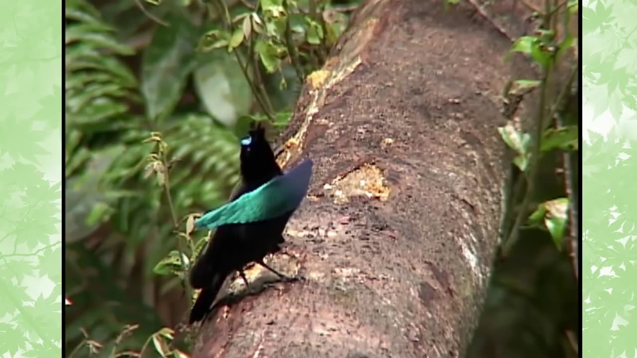 Birds with Moves: The Most Unusual and Amazing Dances