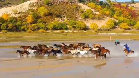 Galloping on the grassland, strolling and singing