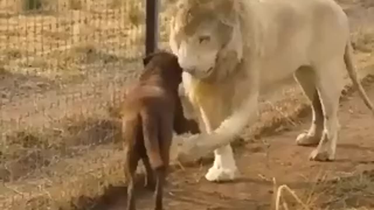 Iíi