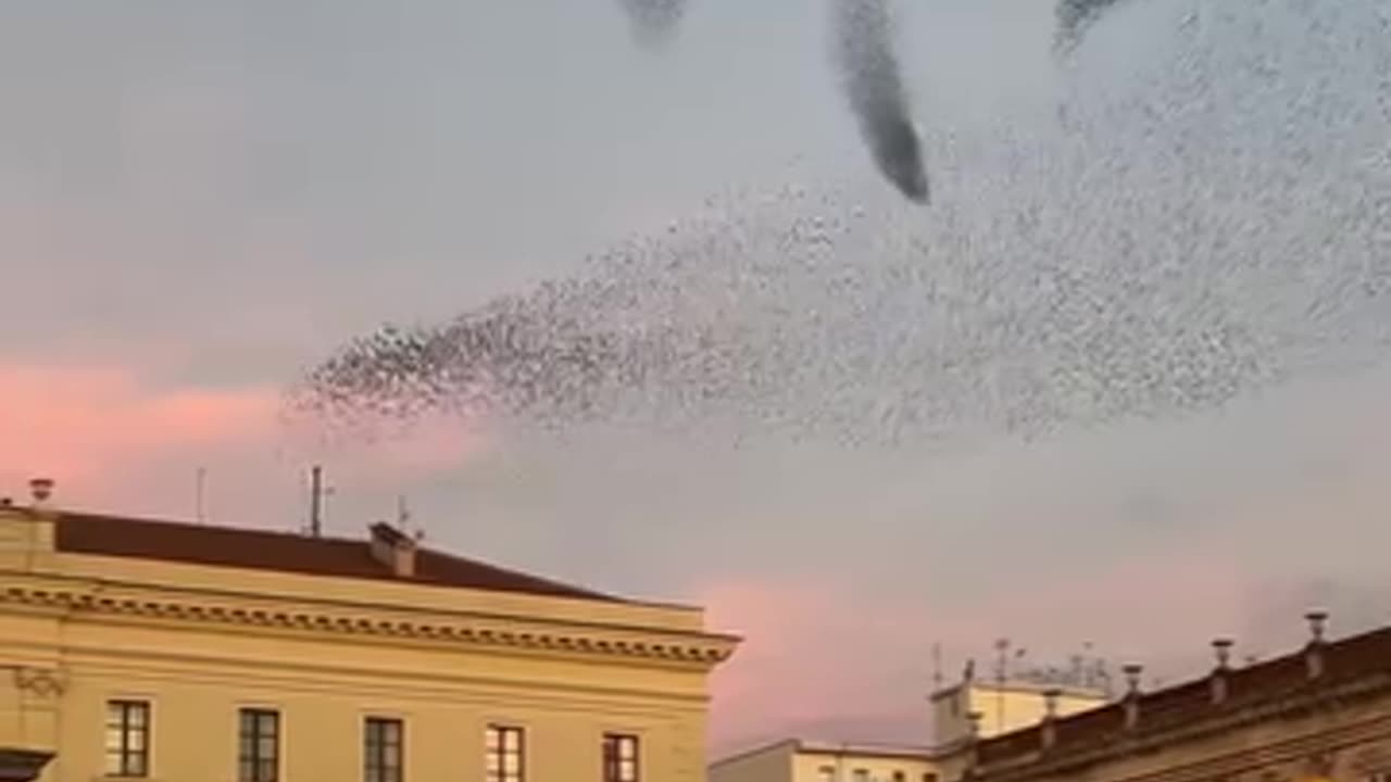 even birds like classical music