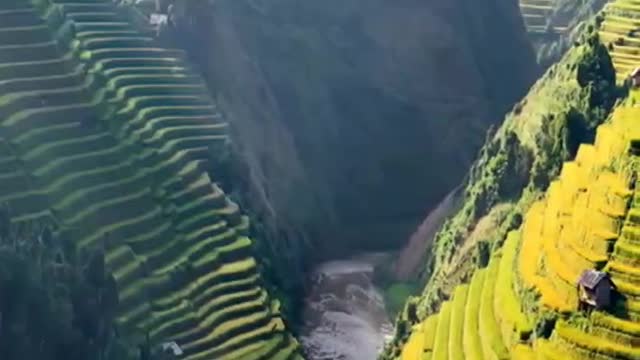 terraced fields