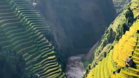 terraced fields