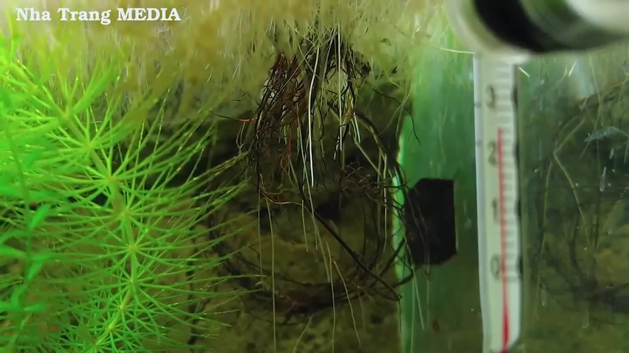 Clean Aquarium Without any Filter