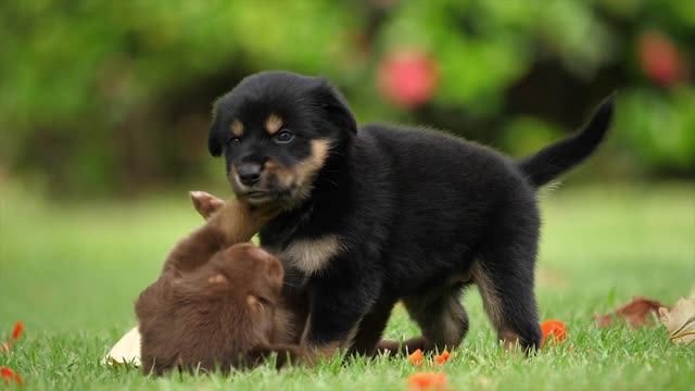 German Shepherd puppy helps his brother in training and playing